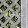 Тротуарная плитка Steingot Газонная решетка Серая 100 мм